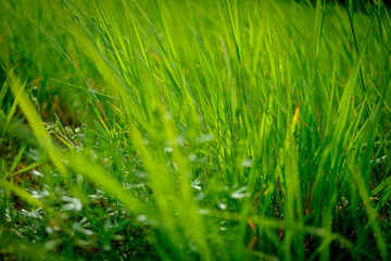 Close up fresh green grass. Blur effect. Selective focus. - 634120637