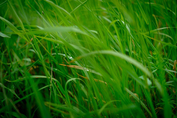 Close up fresh green grass. Blur effect. Selective focus. - 634120638