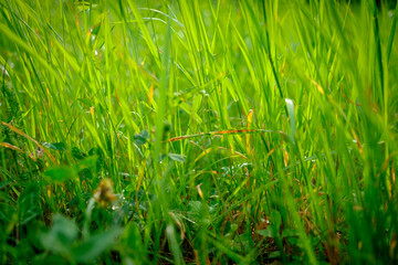 Close up fresh green grass. Blur effect. Selective focus. - 634120650