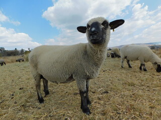 Closeup side view photo of a Hampshire Down Sheep standing sideways in front of the camera staring...