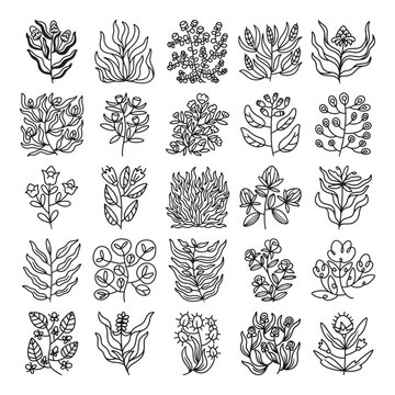Set flower and leaves hand drawn vector