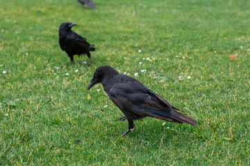 Black crowns walking on the green grass of lawn in the park. Many crowns. Black Corvus birds in grass.