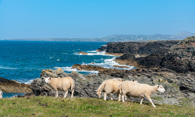 Sheep along the Rhoscolyn Headland , Isle of Anglesey