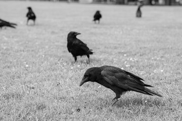 Black crowns walking on the green grass of lawn in the park. Many crowns. Black Corvus birds in grass.