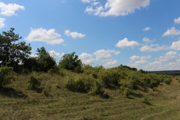 Obraz premium A grassy area with trees and blue sky