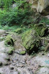 A stream running through a forest