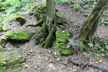 A tree with moss growing on the ground