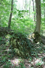 A tree covered in ivy