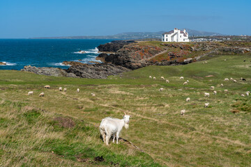 Fototapeta premium Sheep along the Rhoscolyn Headland , Isle of Anglesey