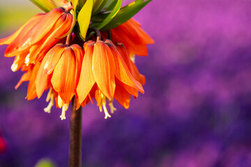 Orange flowers of the royal grouse in springtime garden. Fritillaria imperialis or crown imperial, imperial fritillary, Kaiser's crown. Selective focus