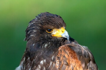  Wüstenbussard