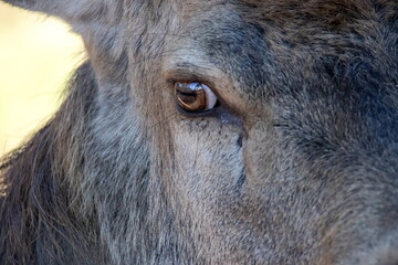 Fototapeta premium Esel