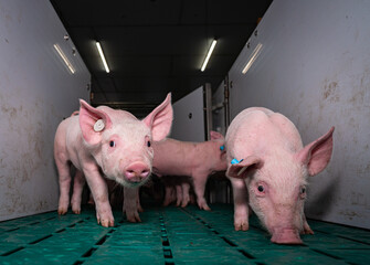 Nahaufnahme - Ferkel verlassen ihre Bucht und laufen über Kunststoffböden, sie sind sehr...