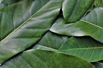 Beautiful background of large green leaf