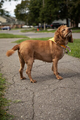 Summer portrait of a groomed cocker spaniel dog wearing an orange bandana. He is outside standing on a cement walkway in an urban setting. 