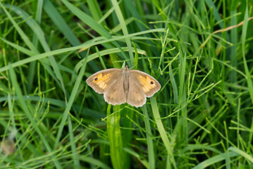 Meadow brown (maniola jurtina) butterfly with open wings sitting on a grass blade in Zurich, Switzerland