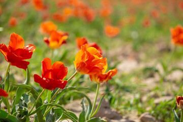 Wild Red Data Book tulips Greig in the fields of Kazakhstan. Spring flowers under the rays of sunlight. Beautiful landscape of nature. Hi spring. Beautiful flowers on a green meadow.