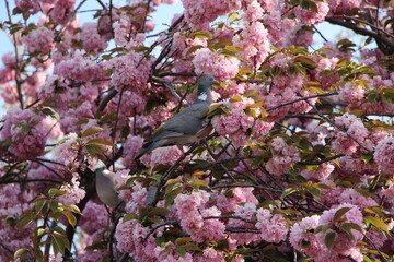 Tourterelle sur Amandier de Chine (prunus triloba) 