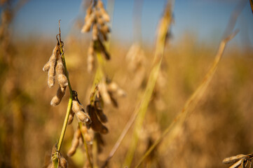 brazilian soybean plantation,