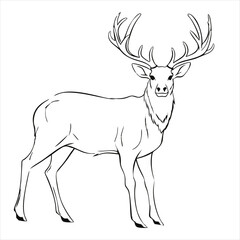 Deer pencil drawing coloring book. Vector illustration