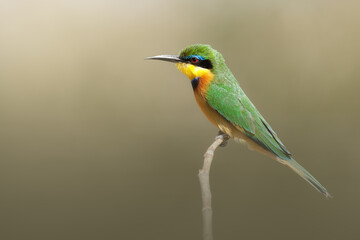 Fototapeta premium Little Bee-eater, Merops pusillus, detail of exotic green and yellow african bird with red eye in the nature habitat, Botswana, Africa.