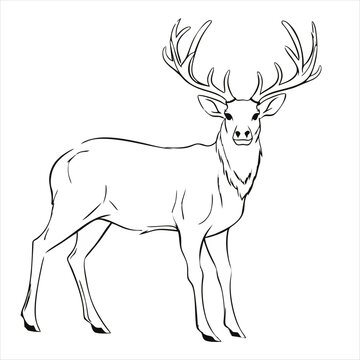 Deer pencil drawing coloring book. Vector illustration