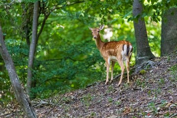 Wild Deer in a German Forest