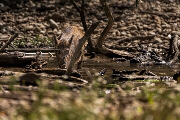 Wild boars in a forest in Germany