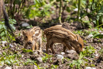 Wild boars in a forest in Germany