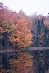 autumn in the forest