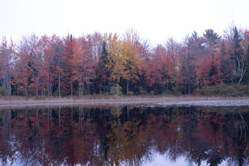 autumn in the forest