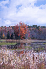 Fototapeta premium autumn in the forest