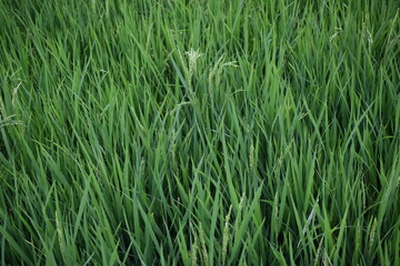 Obraz premium green paddy tree background