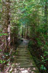 Primitive boardwalk through forest on Shi Shi Beach Trail in Olympic National Park, Washington on sunny summer afternoon.