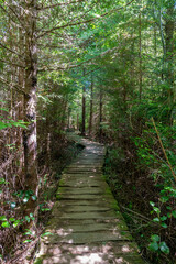 Fototapeta na wymiar Primitive boardwalk through forest on Shi Shi Beach Trail in Olympic National Park, Washington on sunny summer afternoon.