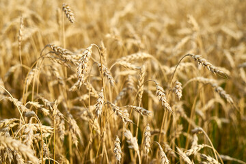 A field sown with wheat in Ukraine. Grain deal