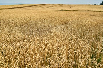 A field sown with wheat in Ukraine. Grain deal