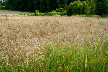 A field sown with wheat in Ukraine. Grain deal