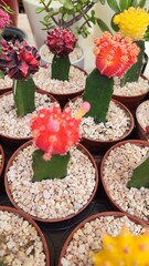 cactus in the market