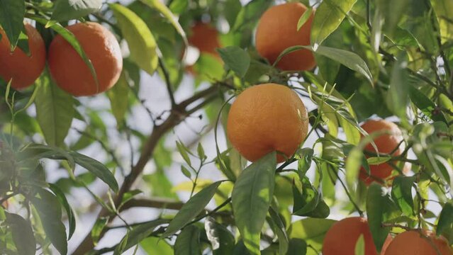 Slow motion orange tree with citrus fruits closeup