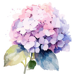 Hydrangea , WaterColor , Illustration, PNG