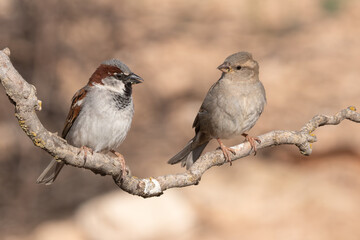 moineau domestique