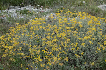 Yellow flowers on a rock cliff by the sea