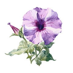 Petunia, WaterColor , Illustration, PNG