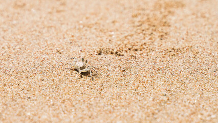 small crab scurries along the shoreline on yellow sand