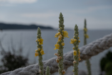 Mullein yellow flowers with rope by the sea