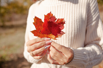 Portrait of a beautiful woman  hold the fall leaves and resting in the park. The happy girl wearing...
