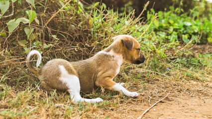 light-colored puppy is rolling in the grass on the road in the forest