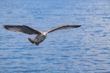 Flying seagulls against the sky over the Adriatic