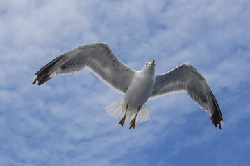 Flying seagulls against the sky over the Adriatic